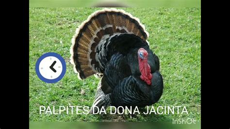 PALPITES DA DONA JACINTA Jacinta Telles YouTube Stats, .